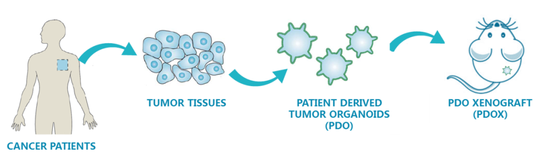 ​类器官移植瘤小鼠模型（PDOX）药理服务