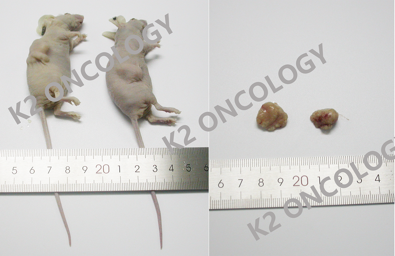 结直肠癌类器官KO-27999 PDOX小鼠体内成瘤照片.png