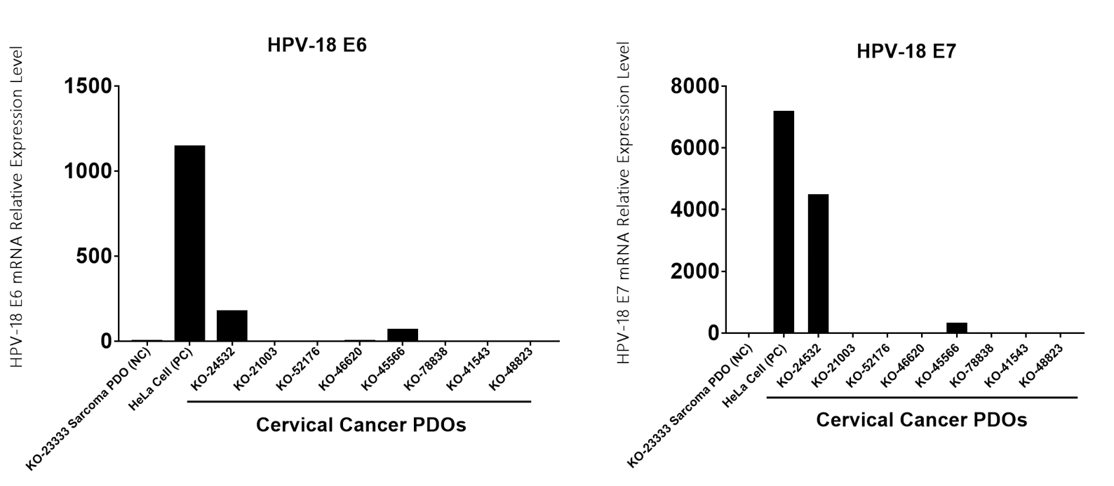 图3 宫颈癌KO-45566和KO-24532类器官模型mRNA可检测到HPV-18 E6E7 表达.PNG