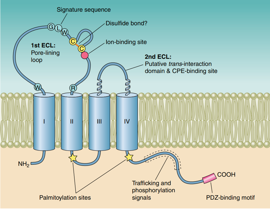 2属于紧密连接蛋白家族中的一种亚型,在多种肿瘤组织中高度表达,比如