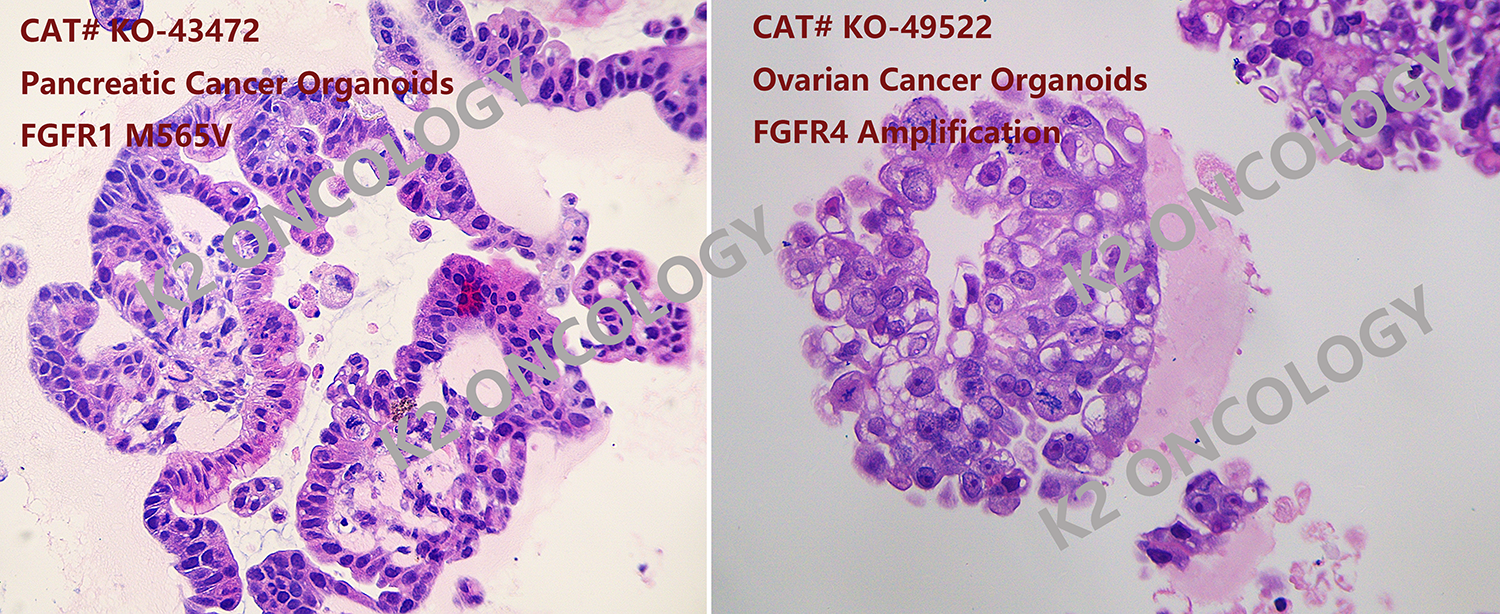 FGFRs 突变类器官模型HE染色照片