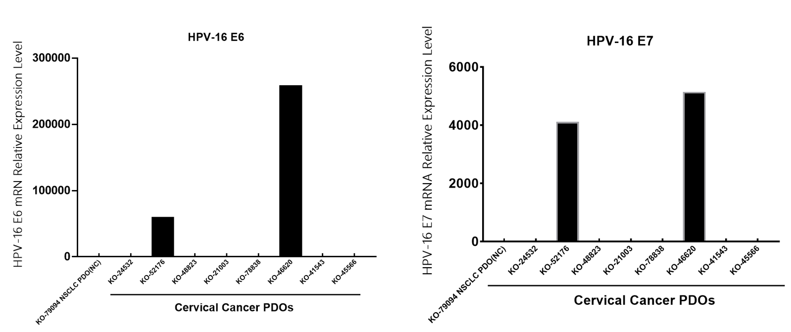 图1 宫颈癌KO-52176和KO-46620类器官模型mRNA可检测到HPV-16 E6 E7 高表达.PNG
