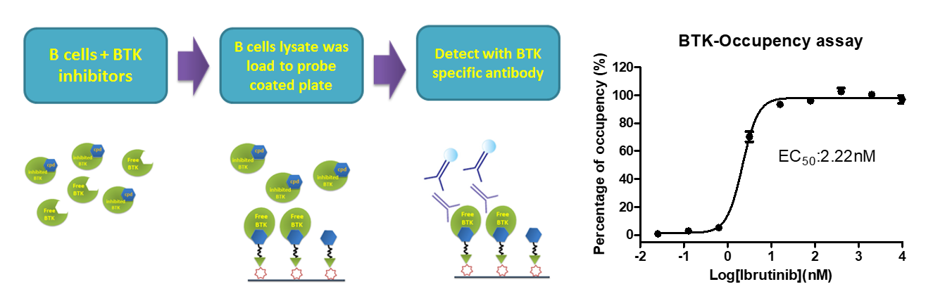 细胞BTK占据实验原理示意图及Ibrutinib检测数据.png